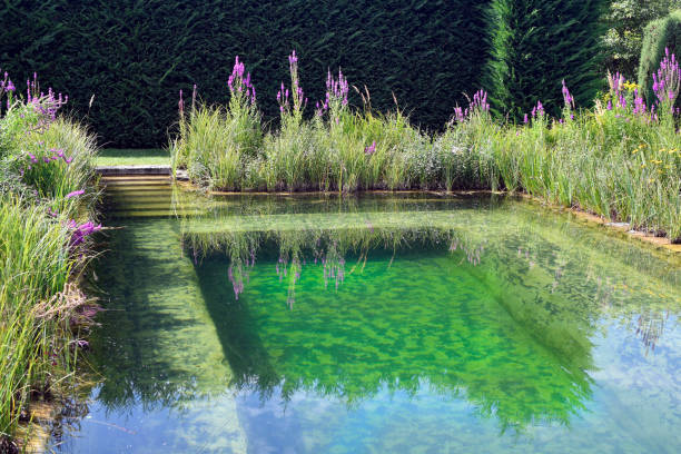 Schiltern, Austria - August 08, 2022: Pool with flowers in Kittenberger adventure garden an oasis with countless plants, scenes and adventure spots in Lower Austria