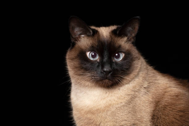 istock Beautiful Thai Siamese cat on a black background. 1454388853