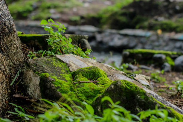 The beautiful rocks covered in moss look very green