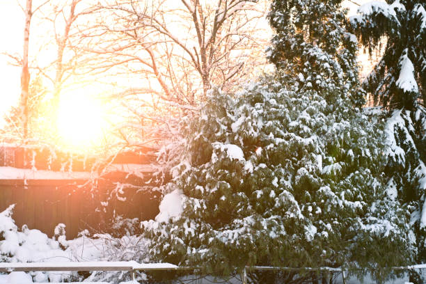Snow covered trees in the backyard garden