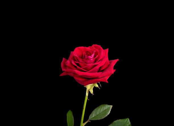 istock Bud of a blooming red rose against a black background. 1454392400