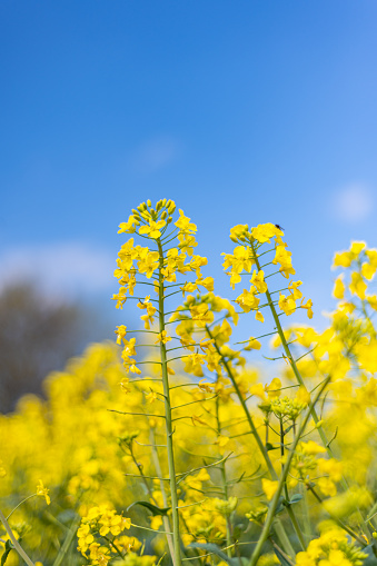 Flowering rapeseed with cloudy blue sky during springtime. Blooming canola fields, rape on the field in summer. Bright yellow rapeseed flowers