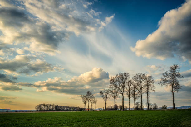 This photograph captures the beauty of a spring sky as it stretches over a row of tall, leafless trees. The trees are tall and slender, their branches reaching towards the sky. The sky above is a bright blue, dotted with fluffy white clouds. The overall atmosphere is one of hope and renewal, as the bright colors and lighthearted clouds evoke feelings of joy and happiness. The image of the leafless trees serves as a reminder of the passage of time and the cycle of life, as the trees prepare to burst forth with new growth.