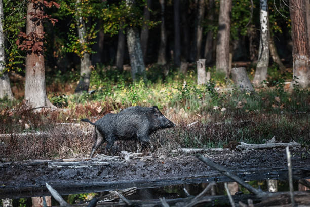 istock Wild-boar in autumn forest 1454394225