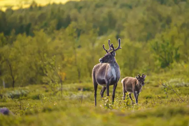 Mother reindeer, rangifer tarandus, with calf, looking towards camera, Stora sjöfallet national park, Sweden