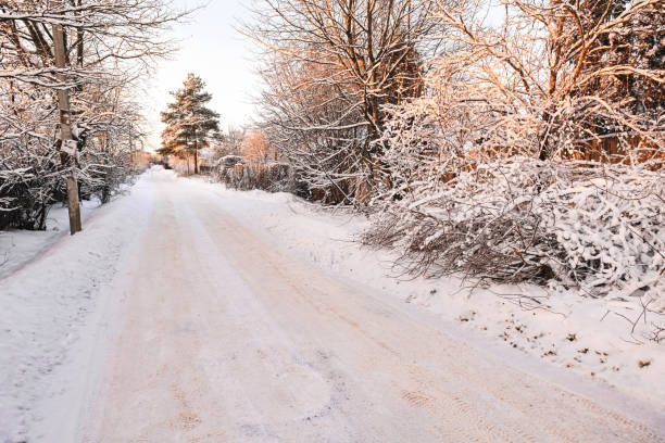 istock Snow covered trees in the backyard garden 1454394960