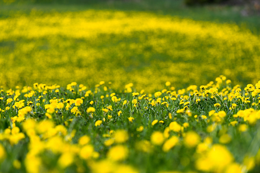 Yellow blooming dandellion field, background in bokeh