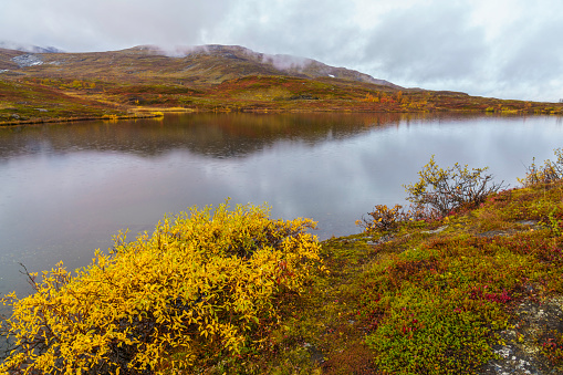 Autumn season in Björkliden, small lake  with yellow leaves in foreground, Björkliden, Swedish Lapland, Sweden