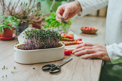 Closeup of males hands cutting microgreens of radish in a white flower pot with scissors making sandwich with fish and tomato on wooden background. Idea of homegrown vitamin food.