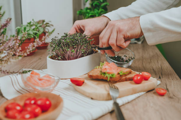 Closeup of man cutting microgreens of radish making sandwich
