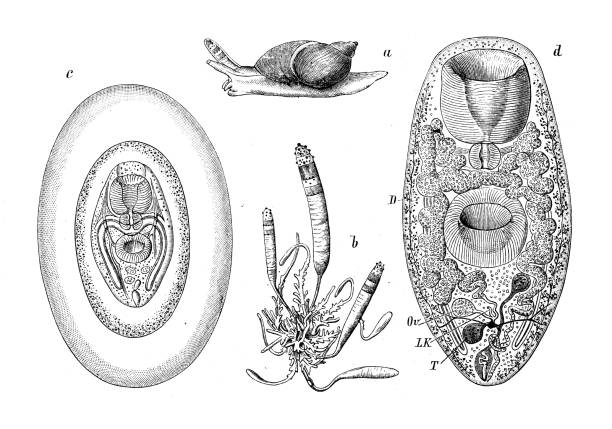 istock Antique biology zoology image: Distomum macrostomum, Leucochloridium paradoxum 1454397000