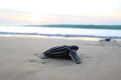Leatherback sea turtle crawling down the beach towards the ocean in aceh