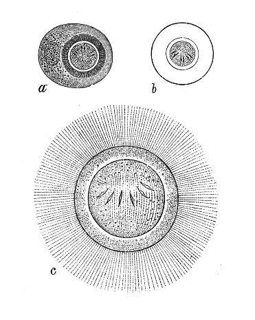 Antique biology zoology image: Taenia solium, Microtaenia, Bothriocephalus latus