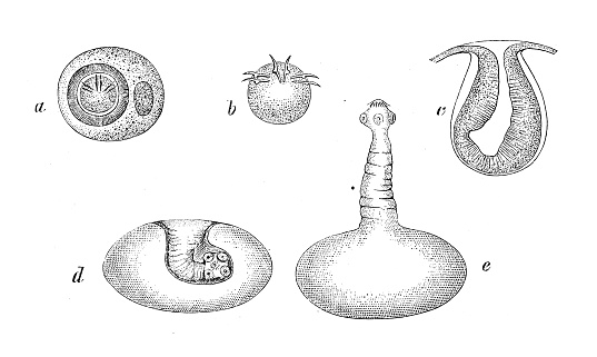 Antique biology zoology image: Taenia solium, Cysticercus