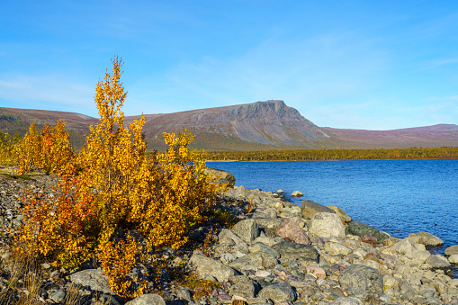 Autumn season in Stora sjöfallet national park with colorful leaves and nice sunny weather, Stora sjöfallet national park, Swedish Lapland, Sweden