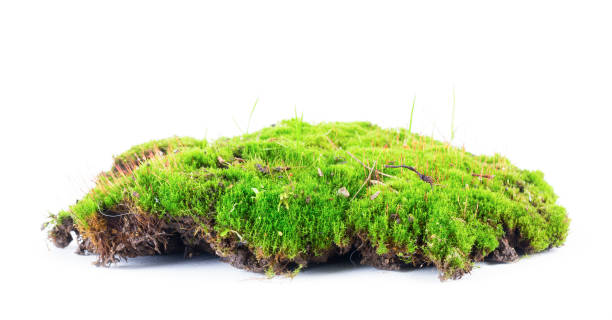 istock Green moss with soil isolated on white background. 1454398558