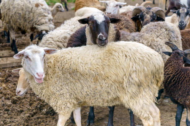 istock Sheep on the farm. 1454399660