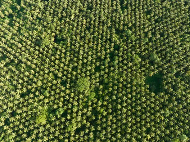 Photo of Aerial View of Coconut Palm Plantation