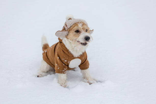 istock Jack Russell Terrier in a hat with earflaps and a brown jacket sits on white snow. Blur for inscription 1454399931