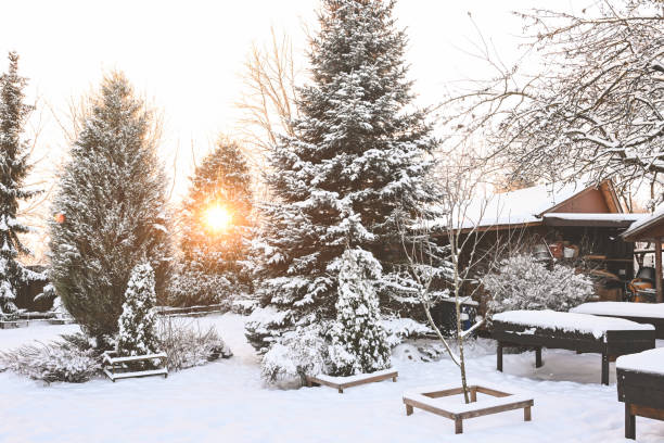 istock Snow covered trees in the backyard garden 1454399991