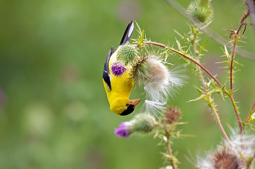 A goldfinch hangs upside down on a spear thistle as it devours the flowers fluffy seeds.