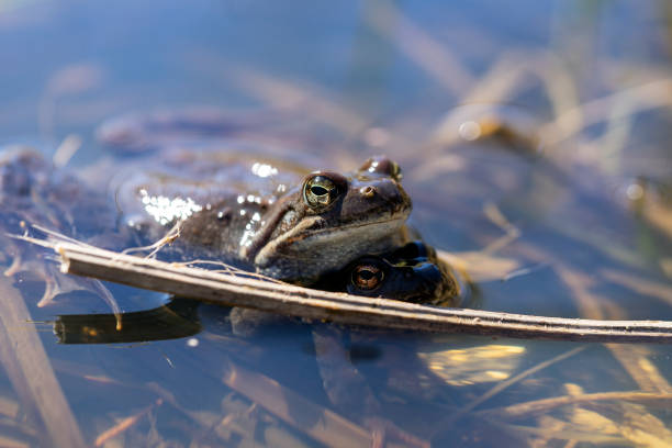 istock Spring frog in the swamp 1454400728