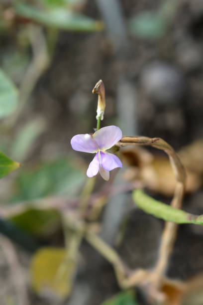 istock Catjang cowpea 1454400963