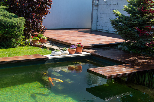 Decorative garden lake with colorful carp fishes and wooden pier of cumaru hardwood deck