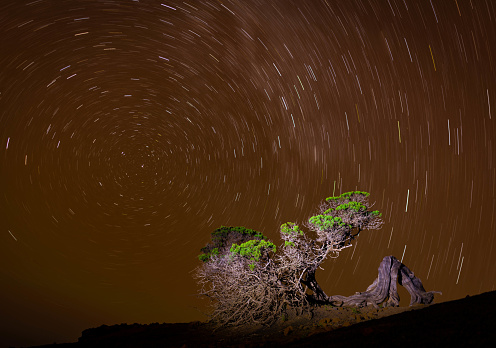 Circumpolar constellations: Phoenicean Juniper in the area El Hierro Sabinar in Sabinosa, Canary Islands, Spain under lucky stars.