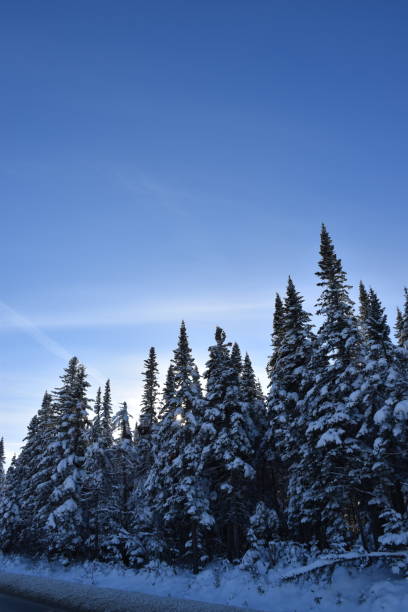 Un ciel bleu Des épinettes sous un ciel d'hiver, Québec, Canada ciel bleu stock pictures, royalty-free photos & images