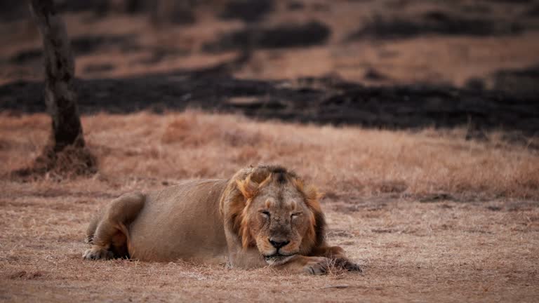 Beautiful senior male Asiatic Lion resting looking straight at camera