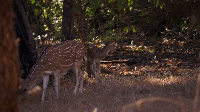 Family of Spotted deer or Chital eating grass amongst dry leaves