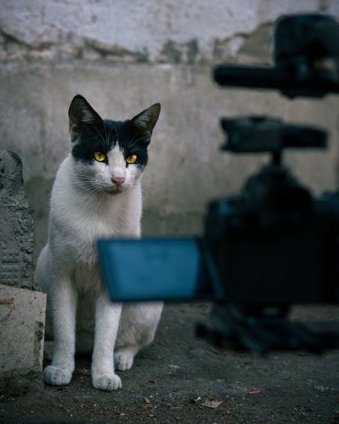 istock Black and white cat in background of wall 1454403656