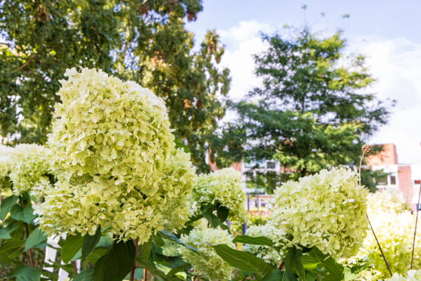 limelight hydrangea paniculata - limelight imagens e fotografias de stock