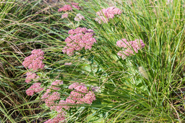 istock Sedum flowers closeup 1454404903