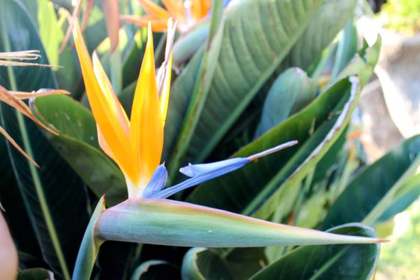 istock Exotic yellow flower in the garden 1454405049
