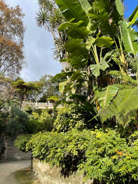 istock Beautiful tropical plants in a park walk zone 1454405086