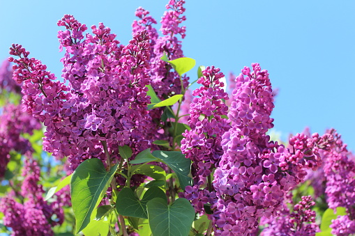 Spring blooming purple lilac bush against the blue clear sky