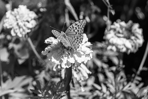 Beautiful flower butterfly monarch on background meadow, photo consisting from flower butterfly monarch slowly flies to grass meadow collect nectar, flower butterfly monarch at herb meadow countryside