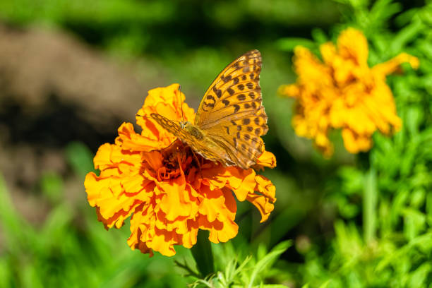 Beautiful flower butterfly monarch on background meadow, photo consisting from flower butterfly monarch slowly flies to grass meadow collect nectar, flower butterfly monarch at herb meadow countryside