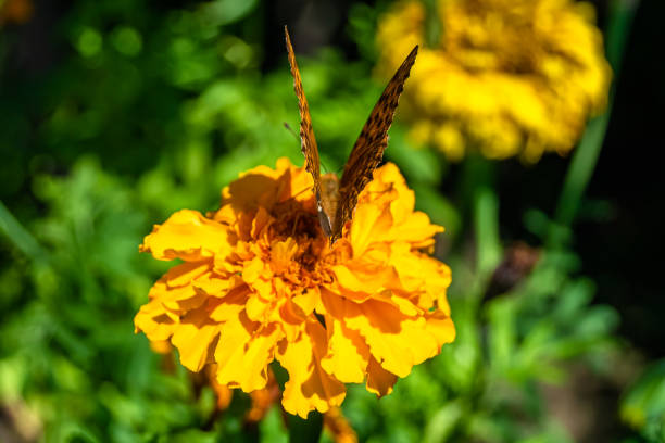 Beautiful flower butterfly monarch on background meadow, photo consisting from flower butterfly monarch slowly flies to grass meadow collect nectar, flower butterfly monarch at herb meadow countryside