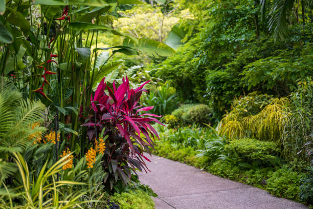 istock Walking trail through the beautiful blooming Singapore Botanical Gardens 1454406383