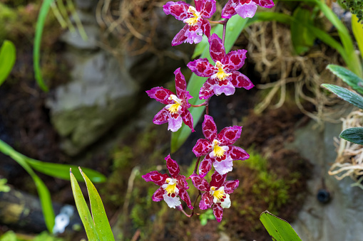 A closeup shot of blooming purple orchids in the Singapore Botanical Gardens