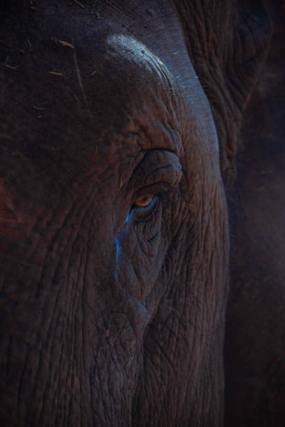 istock Picture of an elephant's eye watering 1454406414