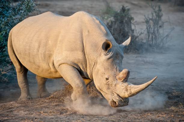 istock Big white rhinoceros in the field at sunset 1454406511