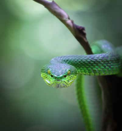 face to face with the beautuful green pit viper (Trimeresurus albolabris).