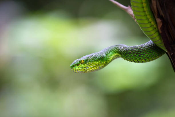 istock Close up Large-eyed Green Pit viper (Trimeresurus macrops). 1454409007