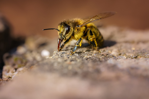 Pollen covered bee on the ground on a stone