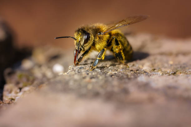Pollen covered bee on the ground on a stone Pollen covered bee on the ground on a stone beesting cake stock pictures, royalty-free photos & images