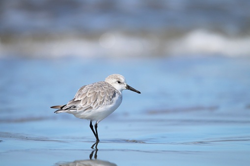 the sanderling is a wading bird native to europe